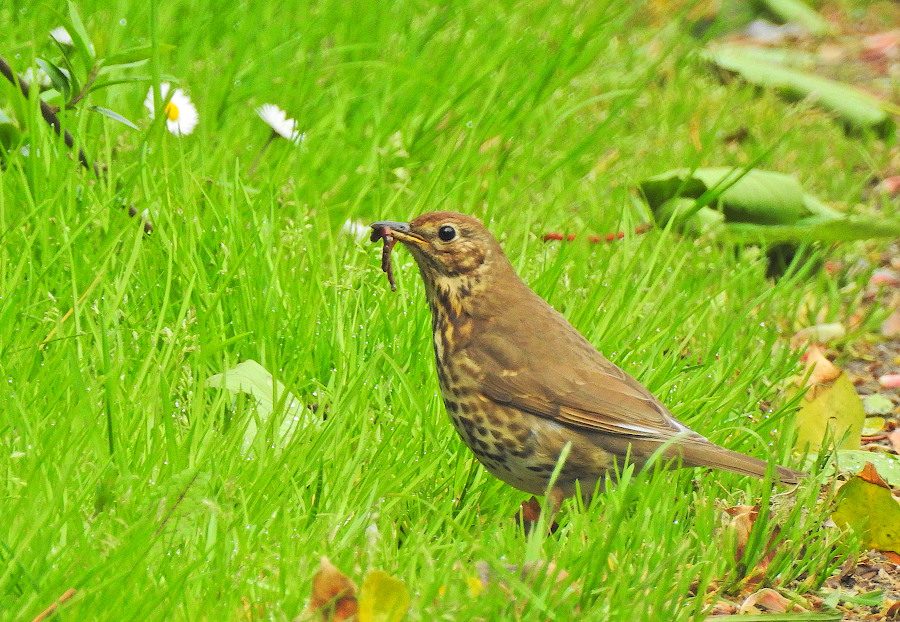 Song Thrush