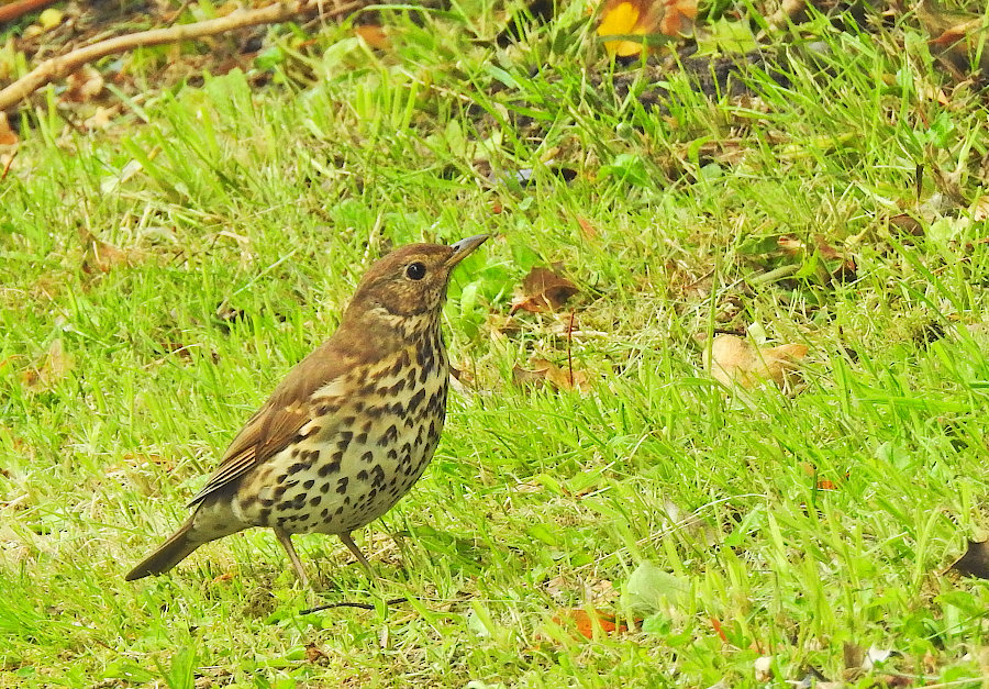Song Thrush