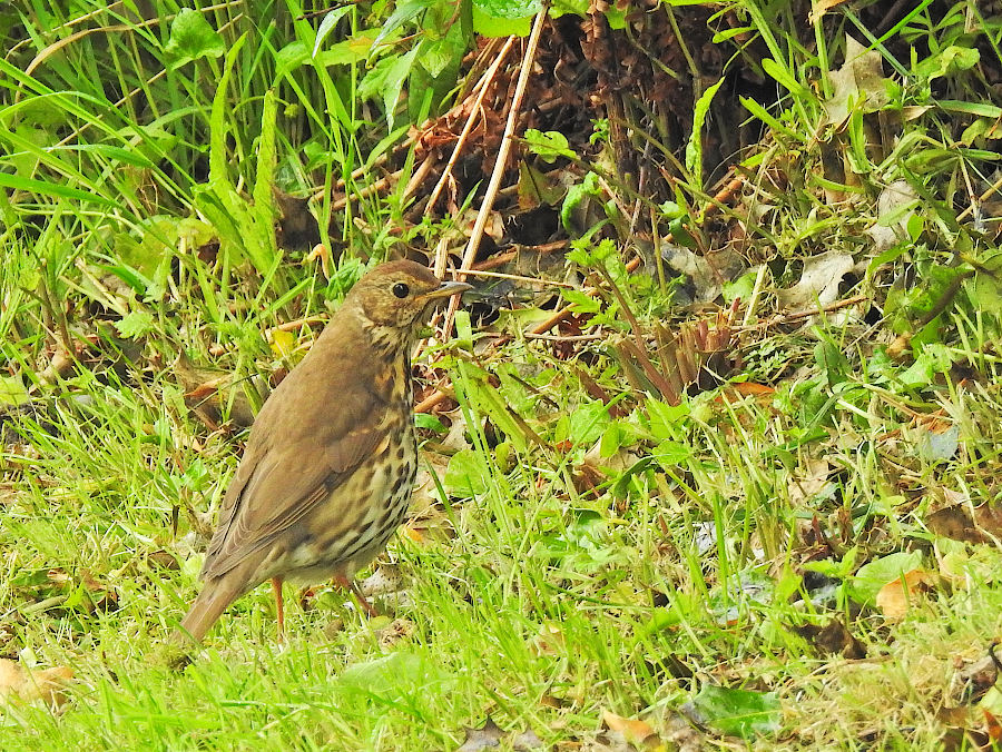 Song Thrush