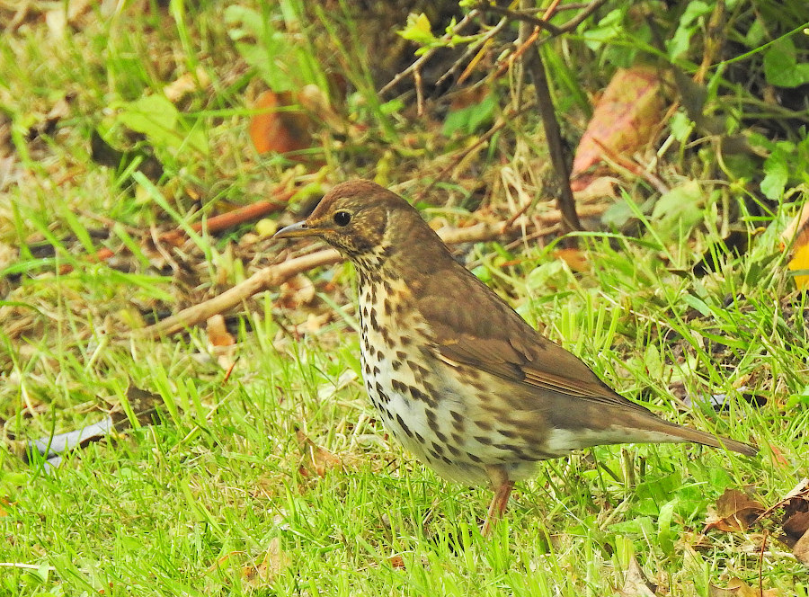 Song Thrush