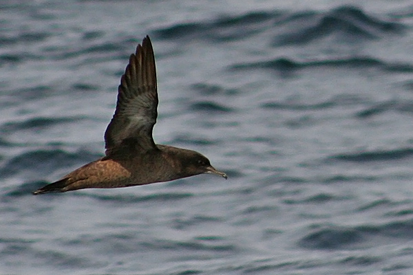 Sooty Shearwater