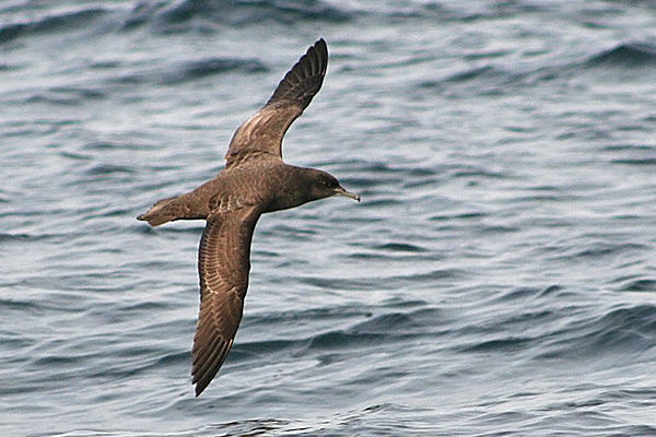 Sooty Shearwater