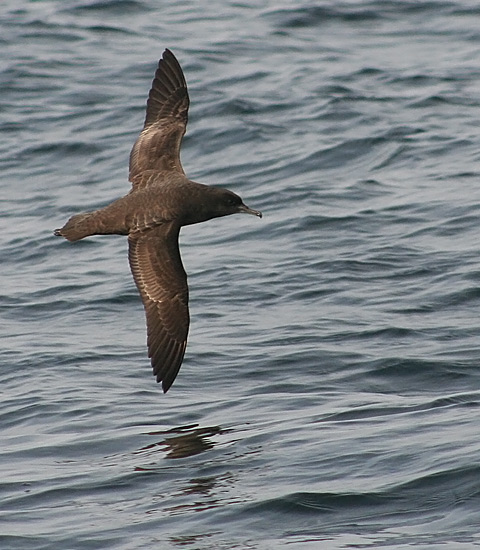 Sooty Shearwater