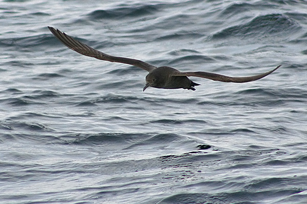 Sooty Shearwater