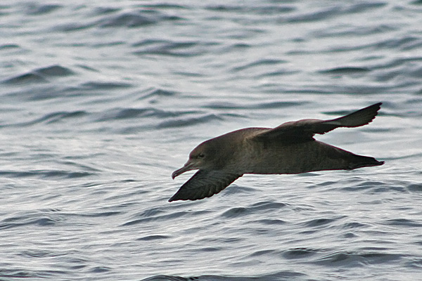 Sooty Shearwater