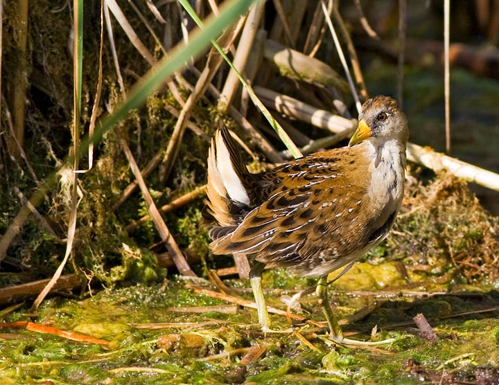 Sora