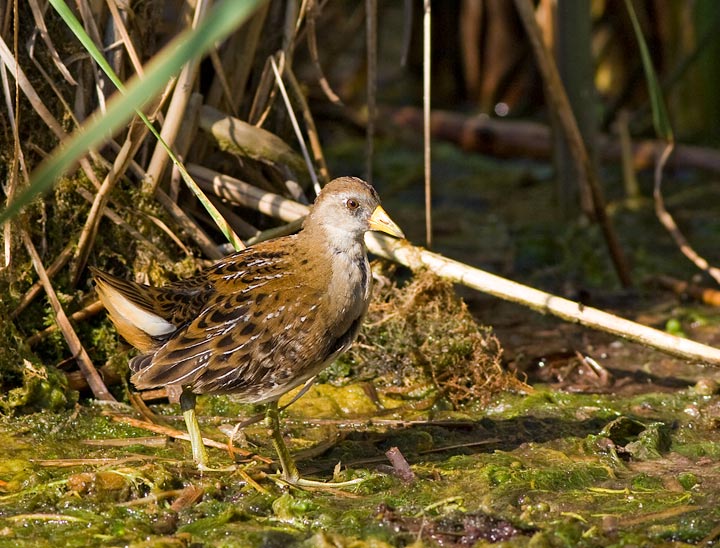 Sora