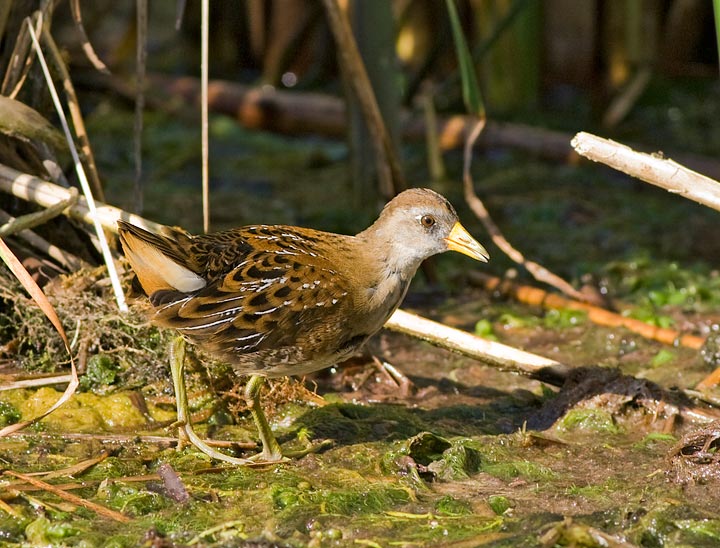 Sora