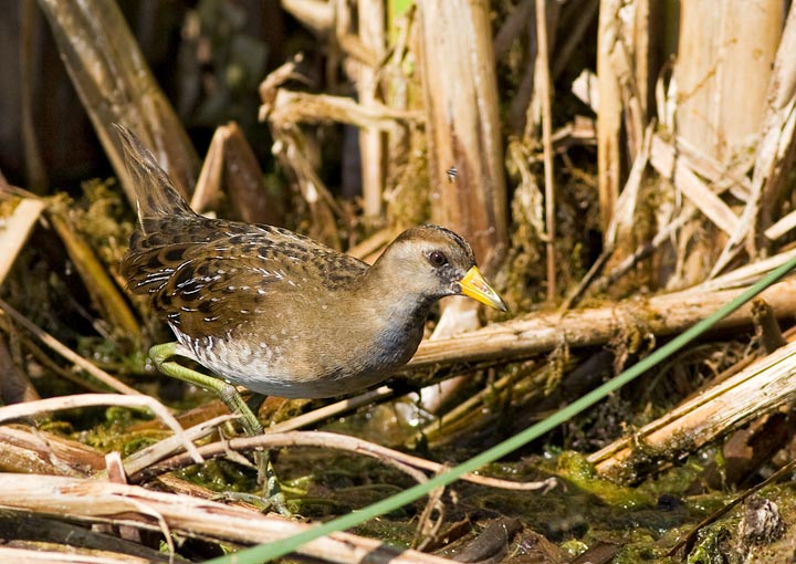 Sora