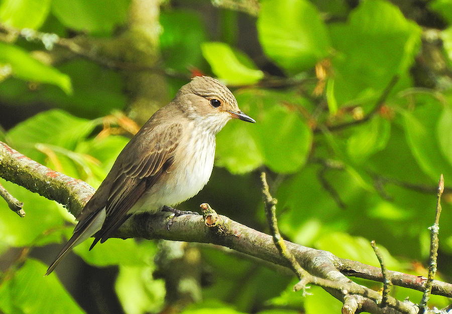 Spotted Flycatcher
