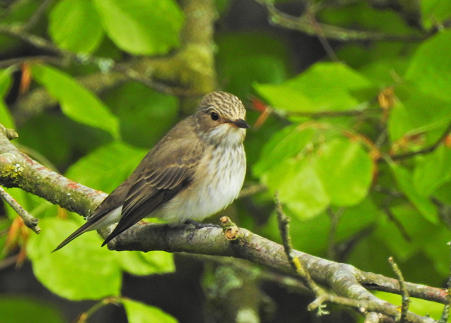 Spotted Flycatcher