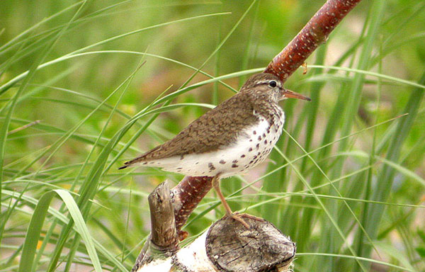 Spotted Sandpiper