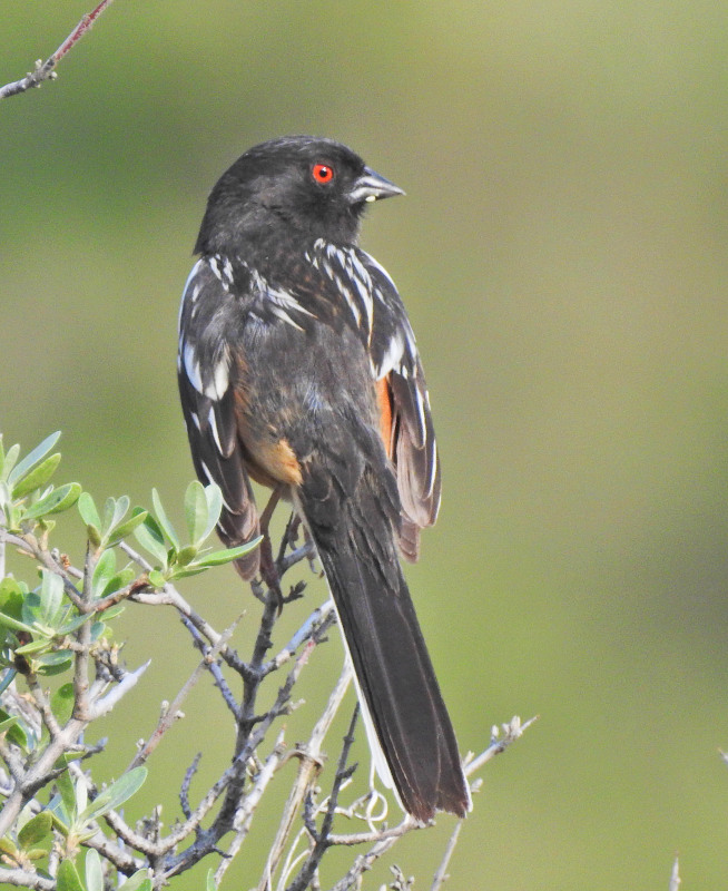 Spotted Towhee