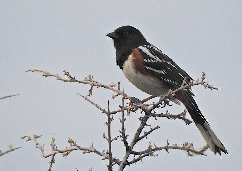 Spotted Towhee