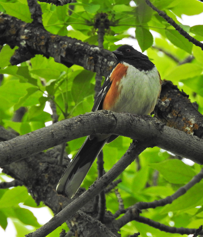 Spotted Towhee