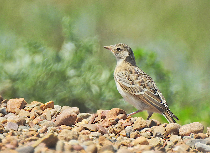 Sprague's Pipit