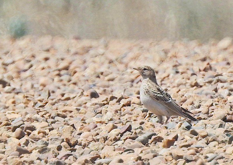 Sprague's Pipit