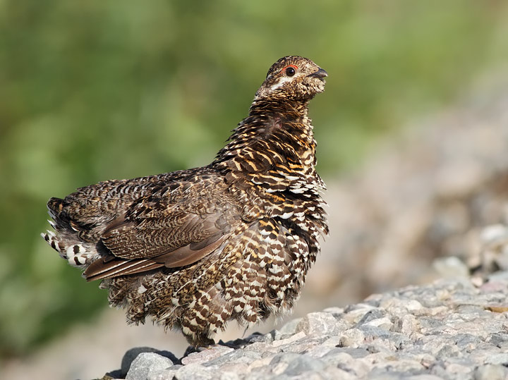 Spruce Grouse