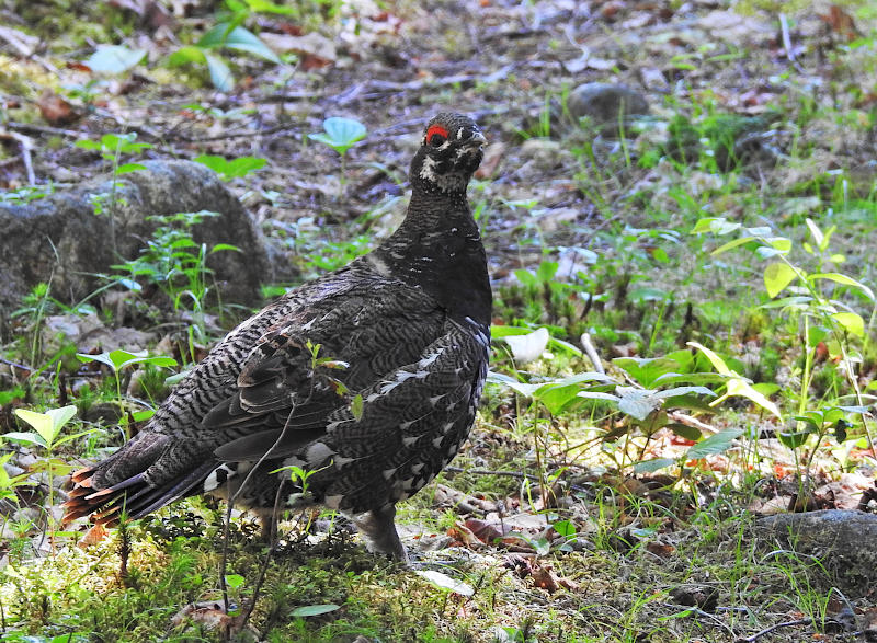 Spruce Grouse