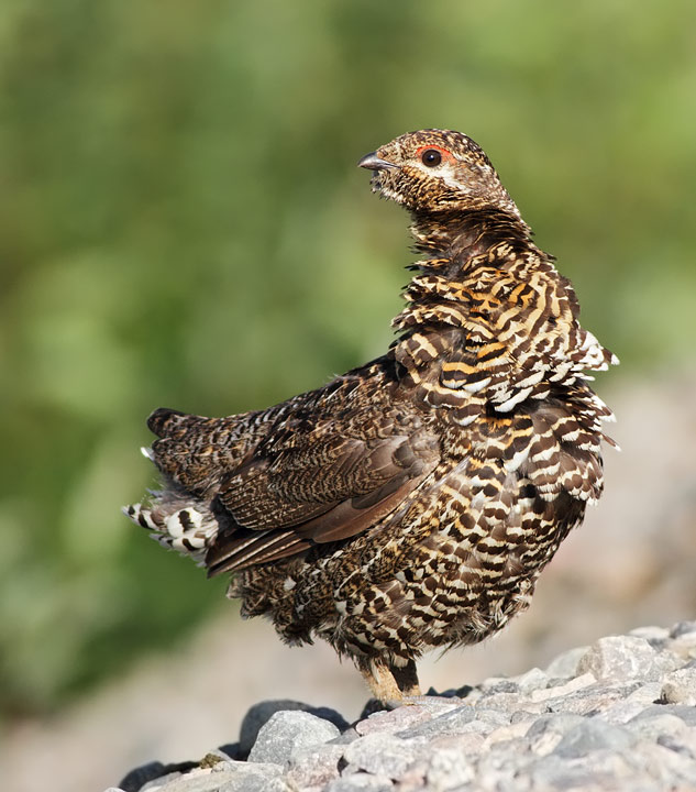 Spruce Grouse
