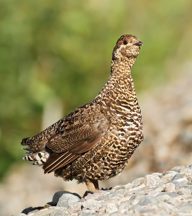 Spruce Grouse