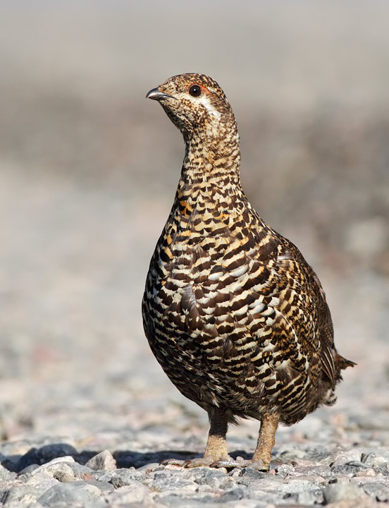 Spruce Grouse
