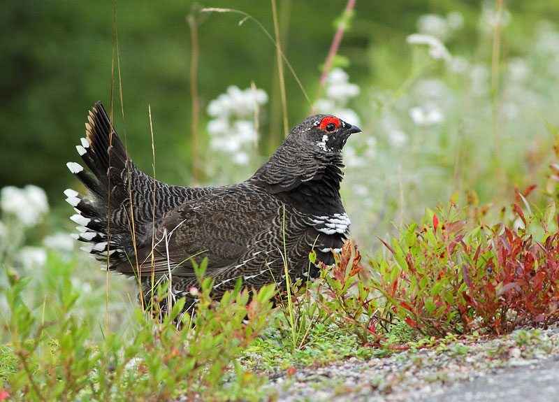 Spruce Grouse