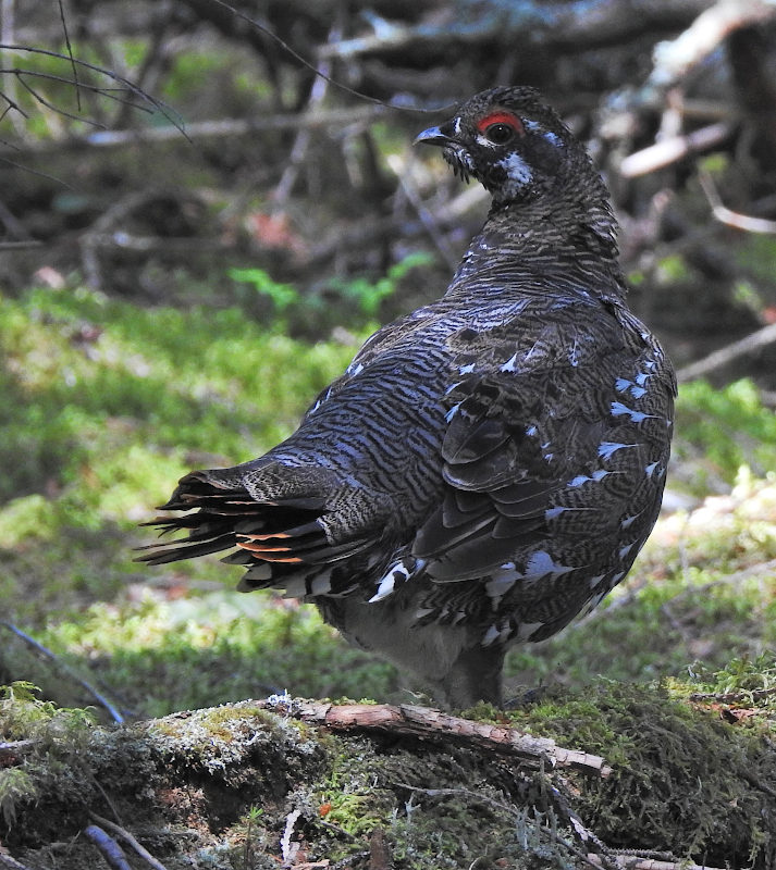 Spruce Grouse