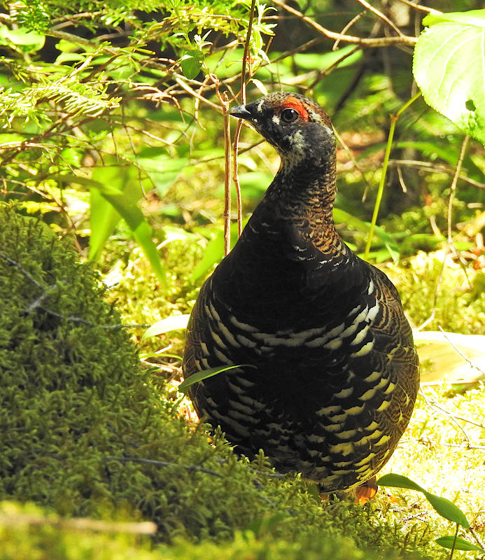 Spruce Grouse