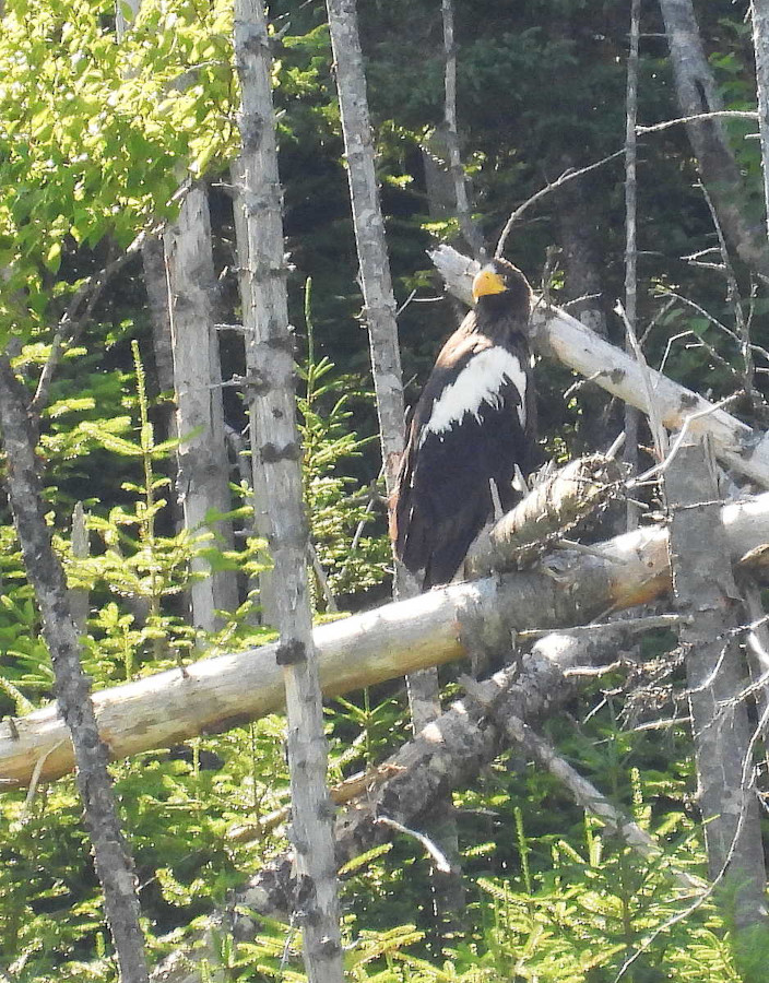 Steller's Sea-Eagle