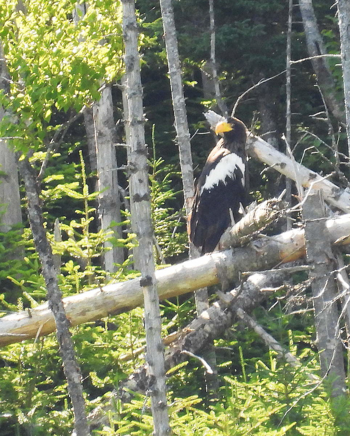 Steller's Sea-Eagle