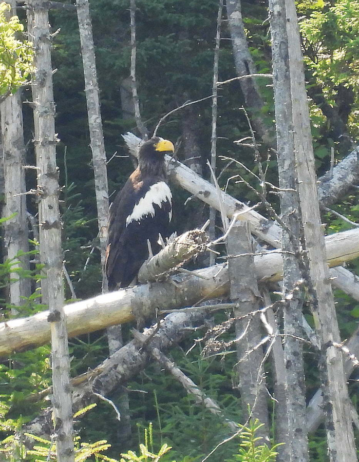 Steller's Sea-Eagle