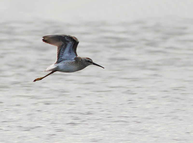 Stilt Sandpiper