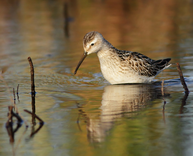 Stilt Sandpiper