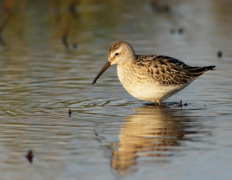 Stilt Sandpiper