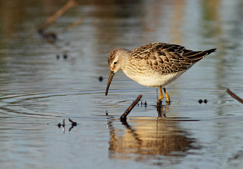 Stilt Sandpiper