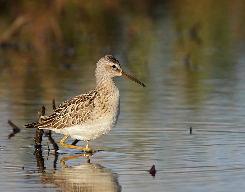 Stilt Sandpiper