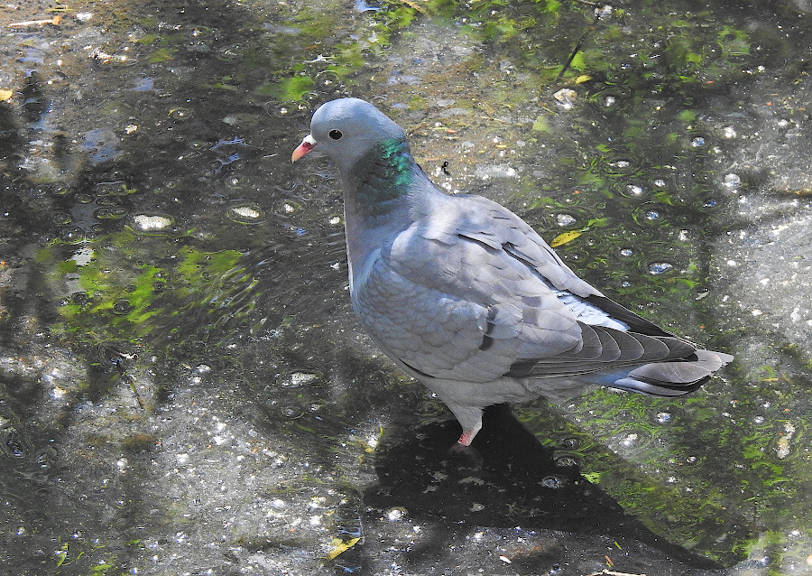 Stock Dove