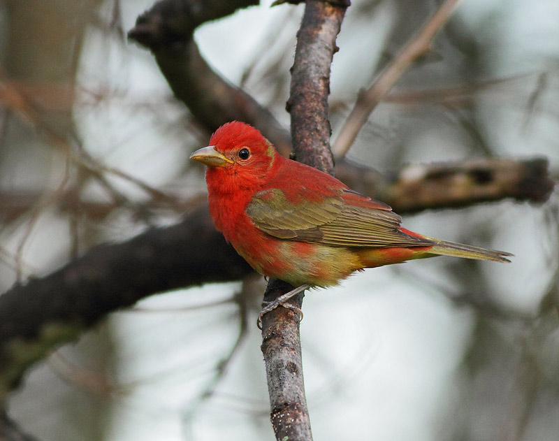 Summer Tanager