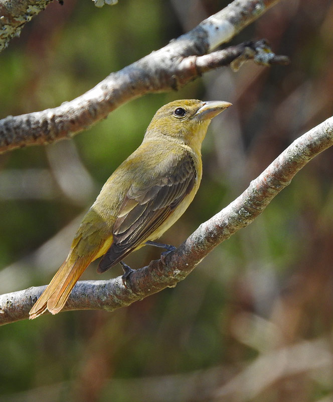 Summer Tanager