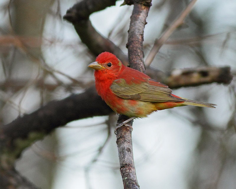 Summer Tanager