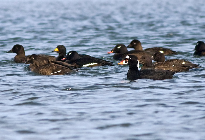 Surf Scoter