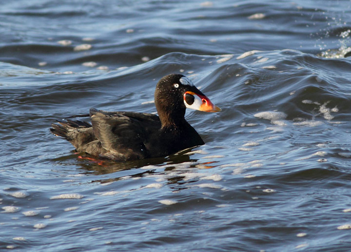 Surf Scoter