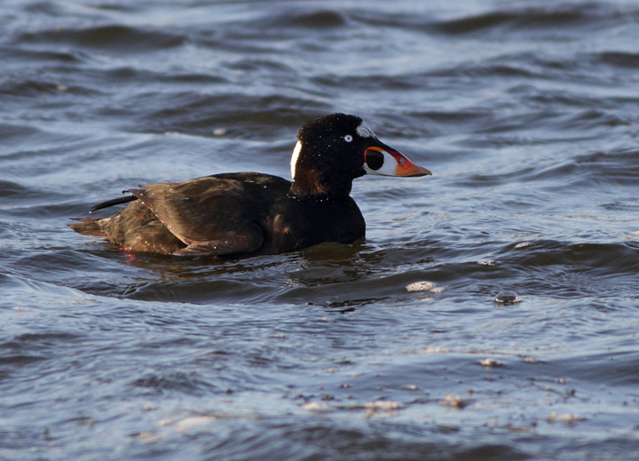 Surf Scoter