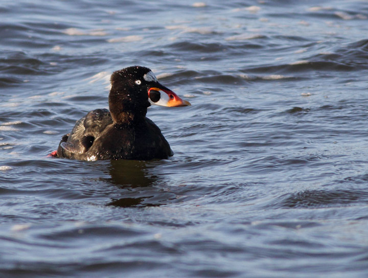 Surf Scoter