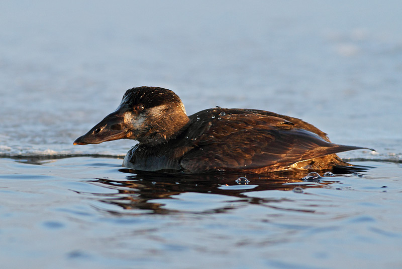 Surf Scoter
