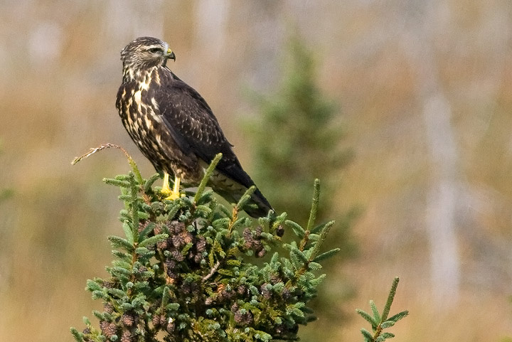 Swainson's Hawk