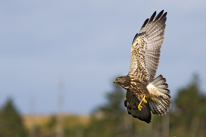 Swainson's Hawk