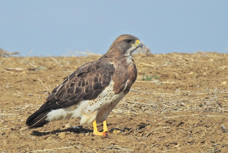 Swainson's Hawk