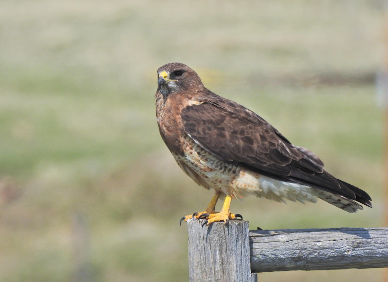 Swainson's Hawk